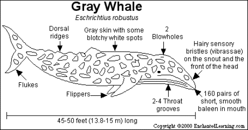 Diagram of the anatomy of a Gray Whale.