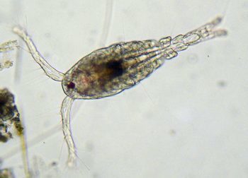 A microscopic image of a copepod.