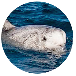 Los Angeles Risso Dolphin