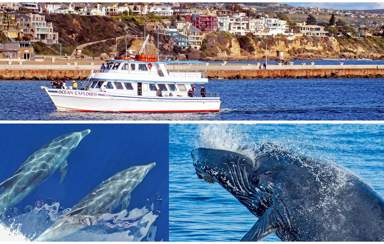 whale watching tours los angeles area