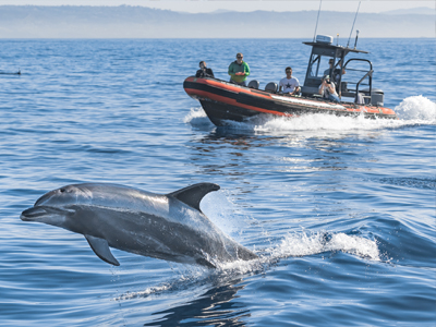 A Bottlenose Dolphin rapidly swims and leaps out of the water ahead of a whale watching tour.