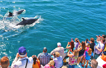 A large group of people view two bottlenose dolphins swimming along the side of a whale watching tour boat.