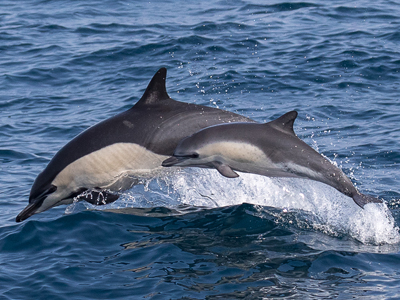 Common Dolphins leap out of the water as they swim in the Pacific Ocean.