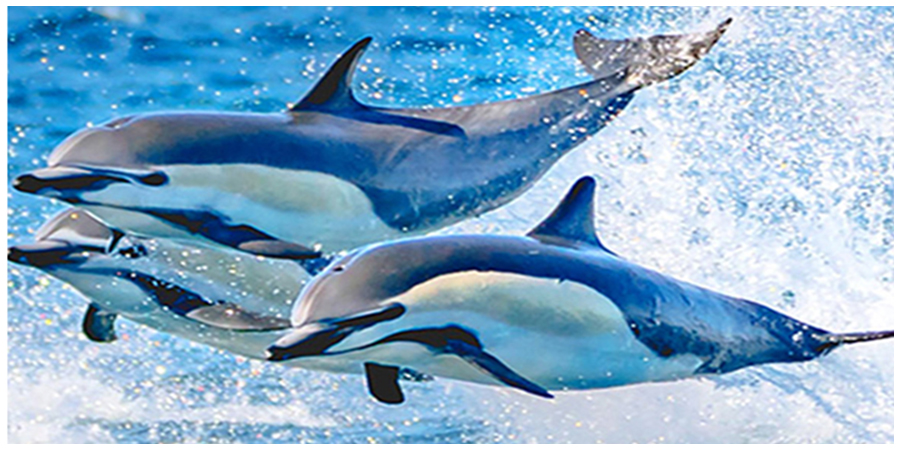 Three common dolphins leap into the air in the Pacific Ocean.