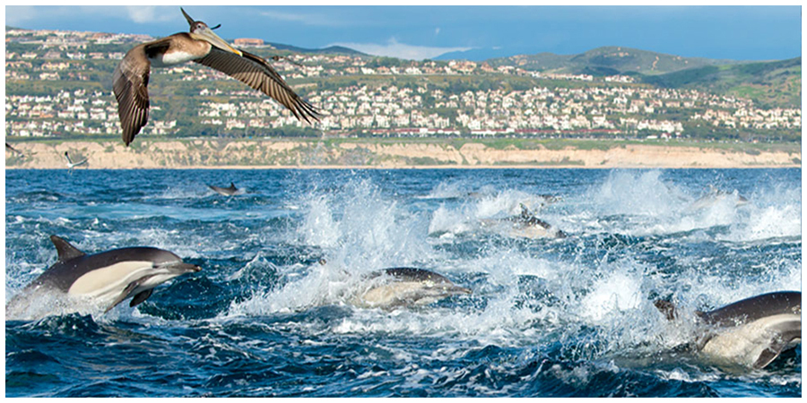 A pod of common dolphins swim and splash ocean water, while a pelican flies overhead, along the coast of Southern California.