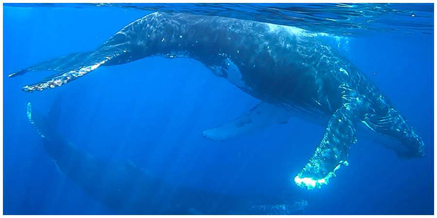 Underwater photograph of a humpback whale swimming in Southern California.