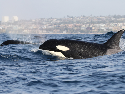 Killer Whales come up out of the water while swimming the coast of Newport Beach in Southern California.