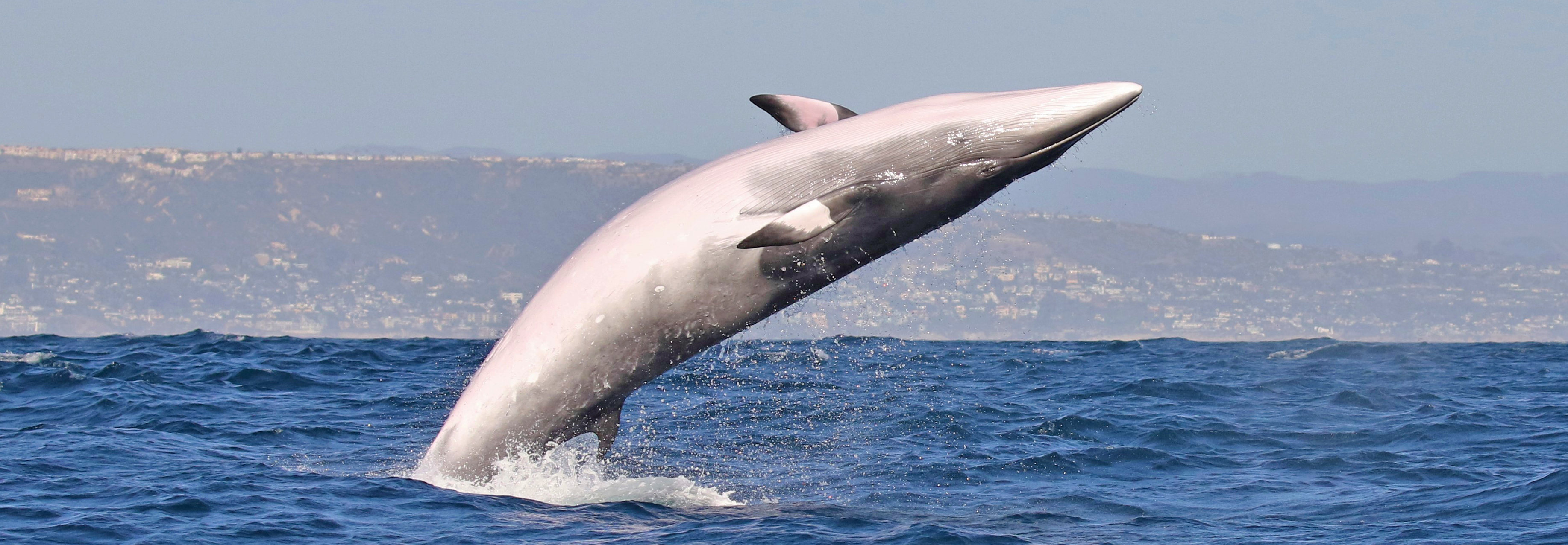 A Minke Whale leaps out of the Pacific Ocean along the coast of Newport Beach, California.