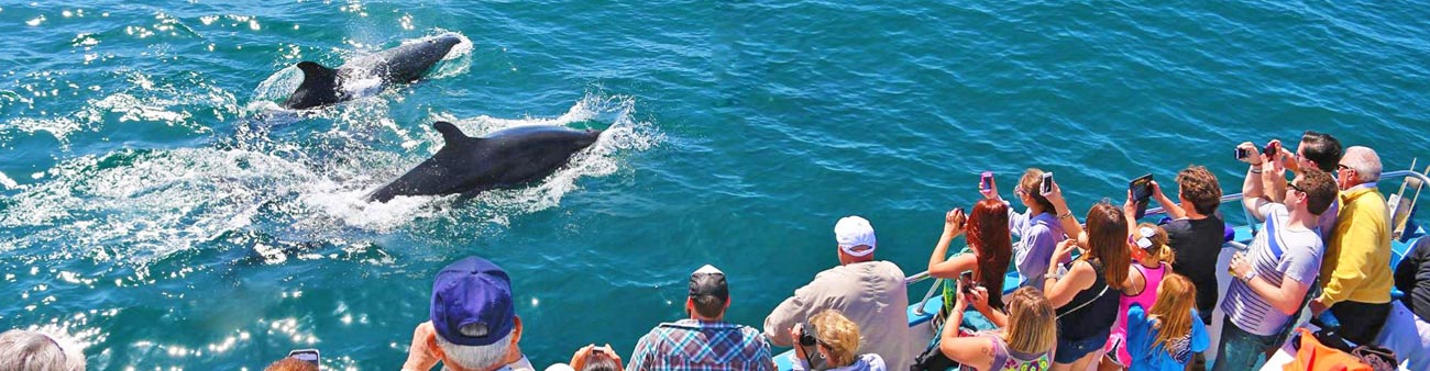 A large group of whale watchers photographers and observes two killer whales swimming in the Pacific Ocean of Southern California.