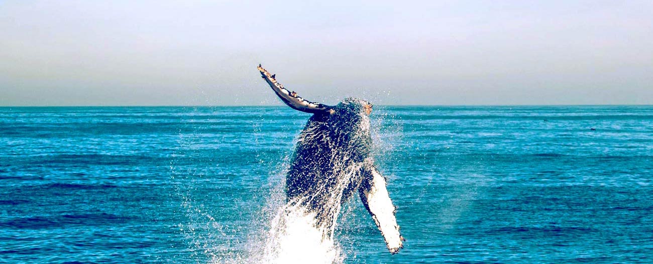 A Humpback Whale launches itself out of the water in the Pacific Ocean off of Southern California.