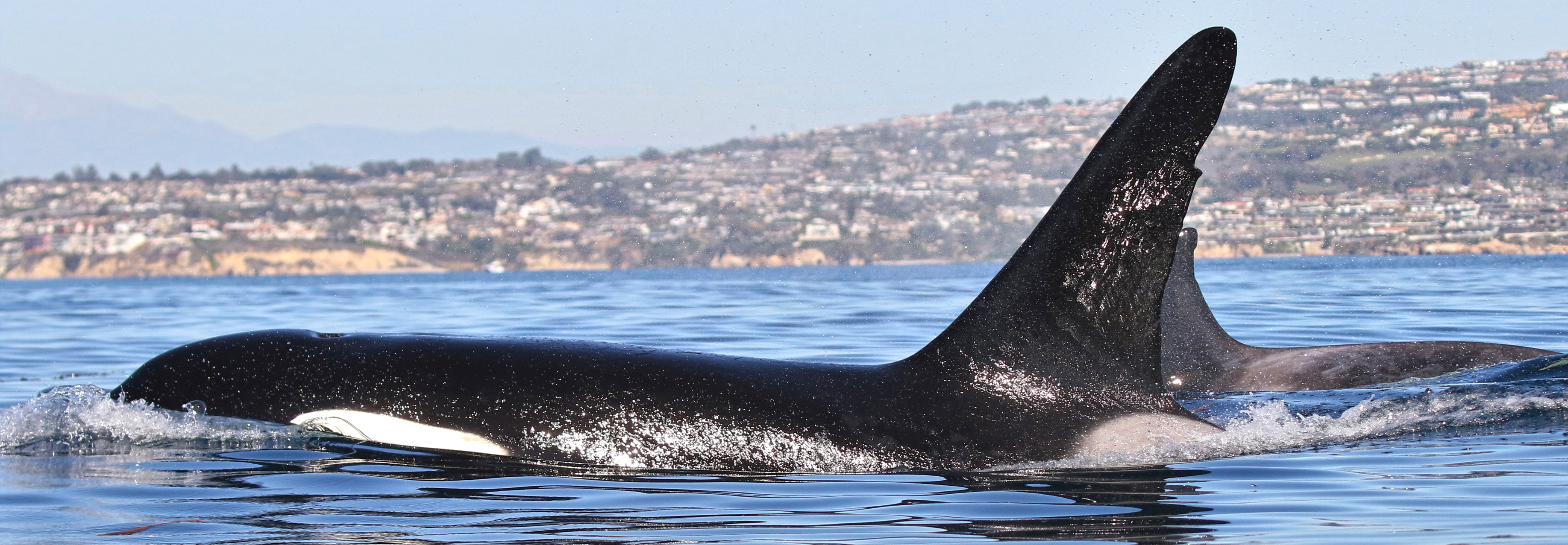 An Orca, or a Killer Whale, comes up for air and exposes its fin above the Pacific Ocean off the coast of Southern California.