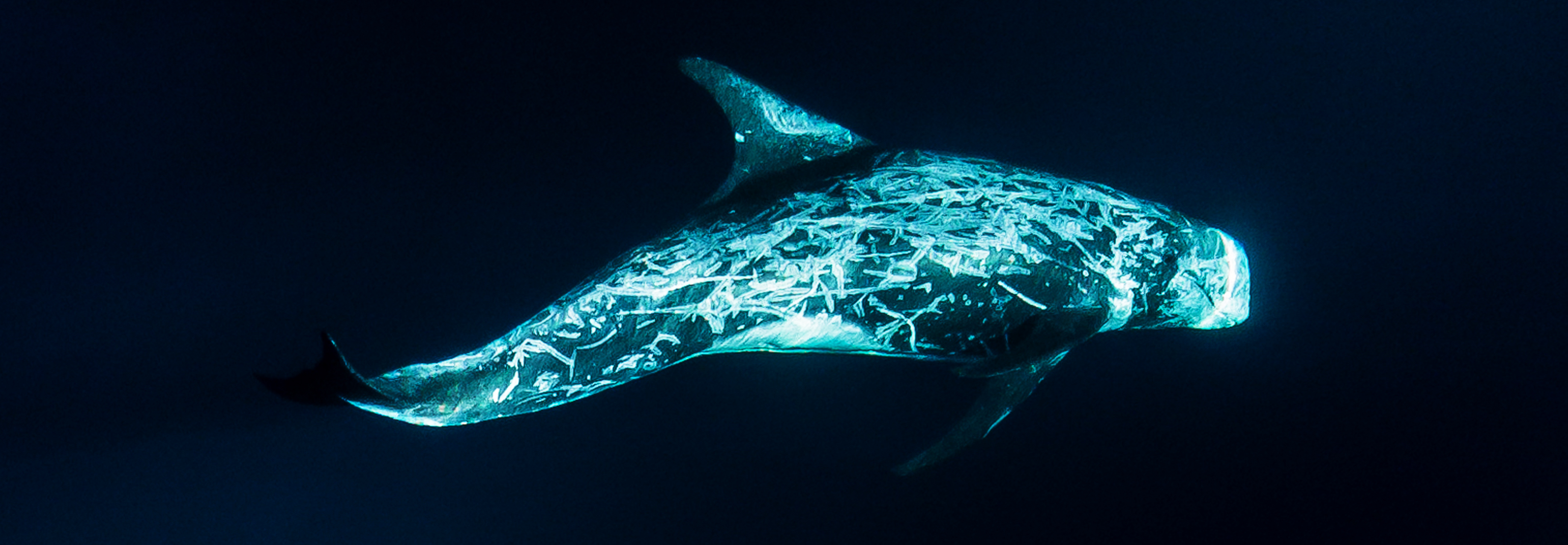 Rissos dolphin under the water in Newport Beach