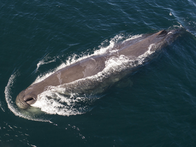 A Sperm Whale comes up for a breath of air in the Pacific Ocean off of Newport Beach, California.